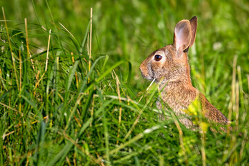 Naklejka na ściany i meble Eastern Cottontail Rabbit in between long grass