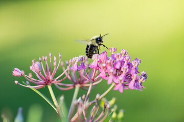 A Brown-belted Bumble Bee on a flower collecting nectar
