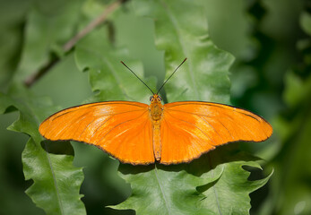 A Julia Heliconian or Dryas Iulia butterfly perched on a plant leaf.