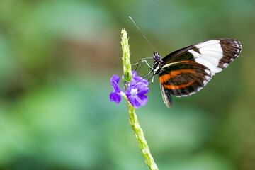 Fototapeta na wymiar Heliconius cydno or the cydno longwing butterfly