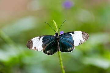 Heliconius cydno or the cydno longwing butterfly