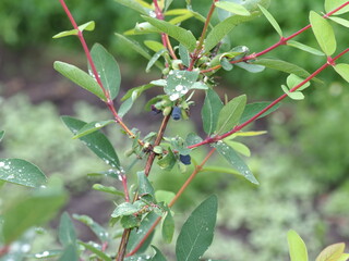 ripe honeysuckle berries on the bushes with rain dew