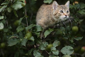Katze im Baum (Cat in a tree)