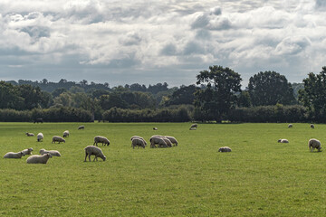 Sheep and lamb in the field