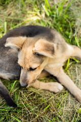 Homeless puppy on the street. The dog is waiting for the owner. Dog in the village in the yard
