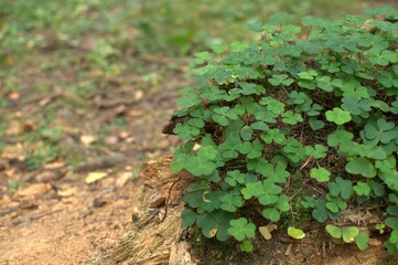 Many green leaves of sour wood on an old log