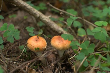 Two orange mushrooms with shamrock leaves on a path in the forest