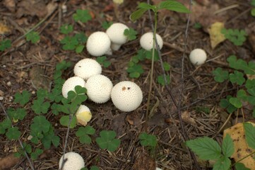 Group of forest mushrooms with round white caps on the ground in the forest, shot from above