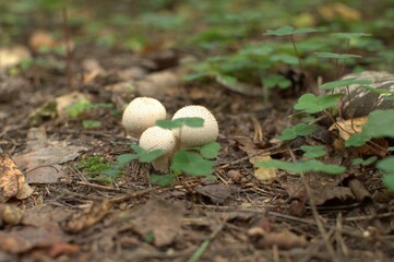 Three raincoat mushrooms with round white caps on the ground in the forest