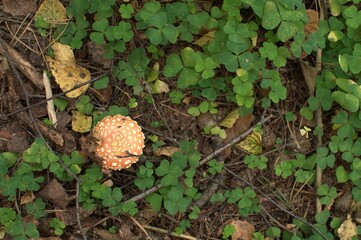 Fly agaric hat among green grass, photographed from above.