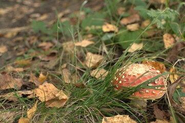 Beautiful fly agaric among blades of grass and autumn leaves
