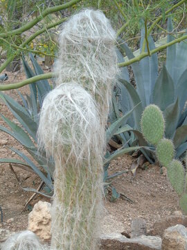 Old man of the Andes cactus or cephalocereus senilis