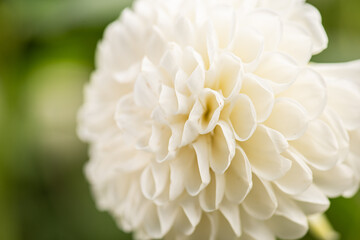 Flower of a white dalia.