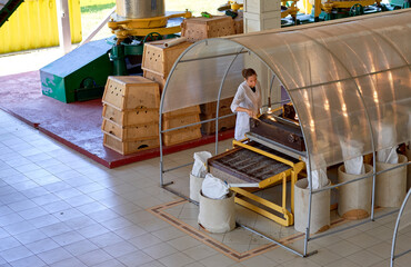 processing of tea in the factory