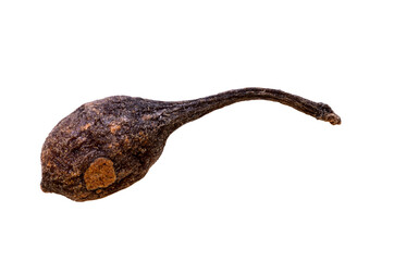  super macro shot of one pea bourbon pepper with a tail from madagascar isolated on white food...