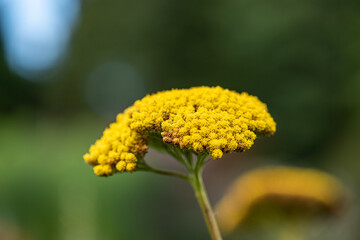 Flowers of a Achillea filipendulina, parker's variety.