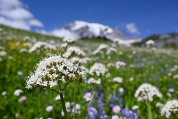 Obraz premium Wild flowers and mountain with blue sky. Mt Rainer