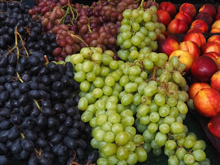Fresh mix of blue, red and green wine grapes