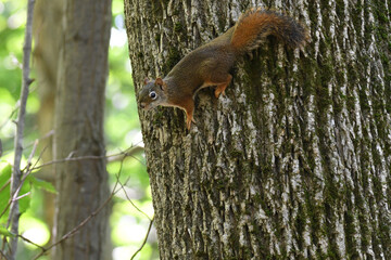 Cute Red Squirrel going down a tree