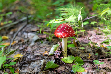 Amanita mushroom with red cap, selective focus.