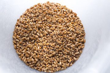 Mature wheat grains in a plastic container.