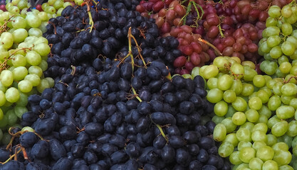 Fresh mix of blue, red and green wine grapes