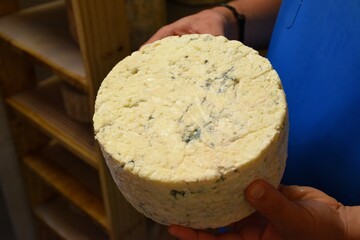 Cabrales cheese maturing in chamber.