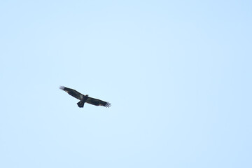 Bald Eagle flying