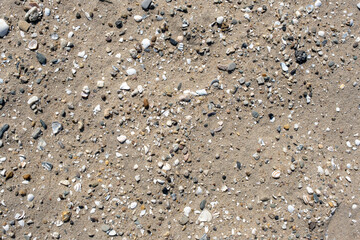 Sea shells on sand. Summer beach background. Top view