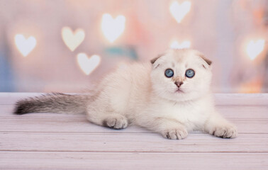 scottish fold kitten light color