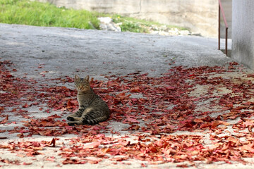 Brown adult tabby cat playing in the yard with fallen autumn leaves. Selective focus.
