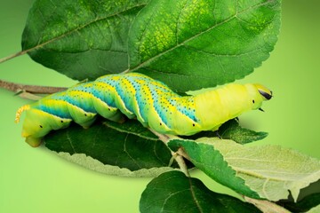 Aphids.