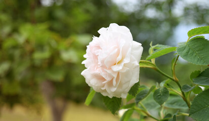 Rose flower with branch and green leaves in the garden. Nature. Blurred background, soft focus.