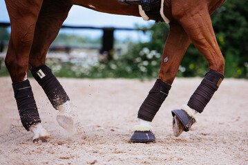 Pferd piaffiert Detail Beine © Talitha