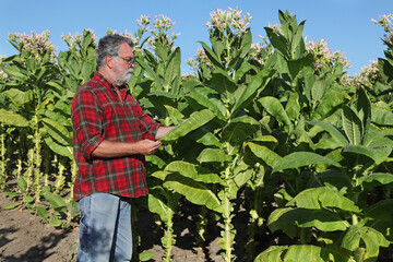 Farmer or agronomist examining and picking leaf of tobacco plant in field