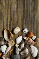 White and brown seashells on brown wooden background, top view. Travel, nature, vacation concept. 