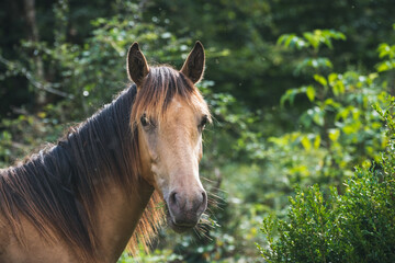 Obraz premium Arabian thoroughbred horse in th green nature