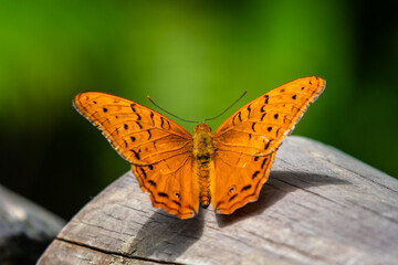 Cruiser - Vindula arsinoe - orange tropical butterfly, Kuranda