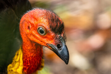 Close up of an Australian Brush Turkey - Alectura lathami -
