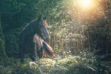 Black horse in the forest