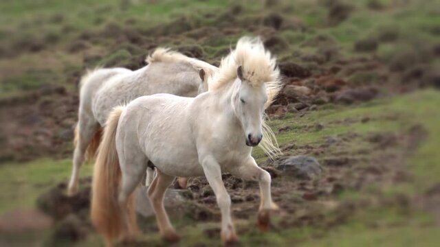Icelandic ponies fantasy bokeh vignette trotting closer