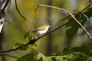 Red Eyed Vireo on a branch
