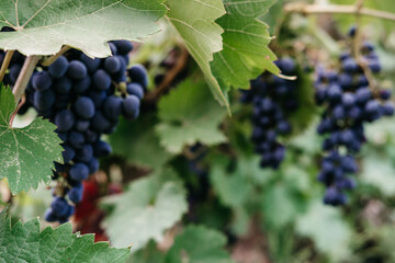 Ripe red grapes hang in a cluster on a green vine in the vineyard. Black maiden grapes, large...