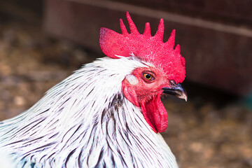 portrait of javanese rooster with white feathers and red comb