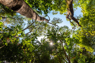 Low angle view of green rainforest in Queensland, Australia