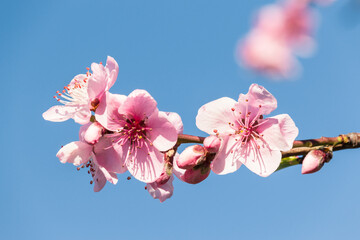 closeup of pink peach flowers in bloom against blue sky with copy space