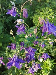 Aquilegia vulgaris - deep purple early summer flower