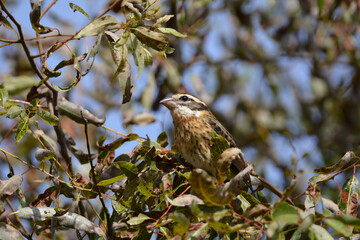 Rose Breasted Grosbeak female