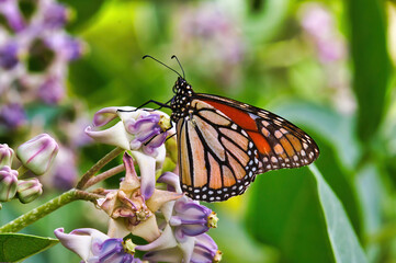 Extreme close-up of a colorful monarch butterfly feeding on a unique tropical flower.