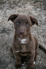 Perro cachorro en un jardín. 